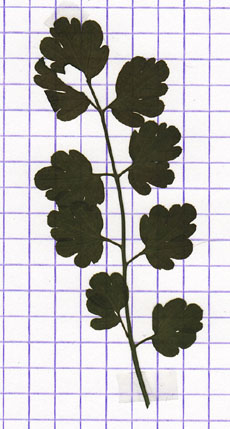 cardamine des bois