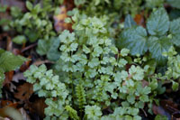 cardamine des bois