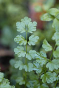 cardamine des bois