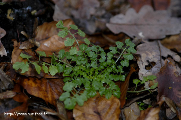 Cardamine hérissée