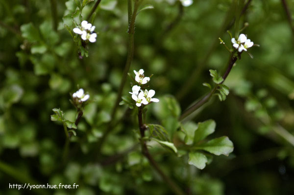 cardamine hérissée