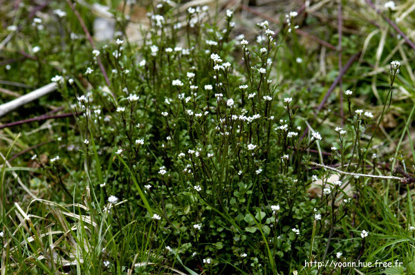 cardamine hérissée