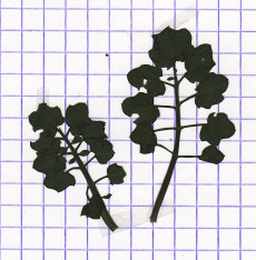 cardamine hérissée