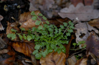 cardamine hérissée