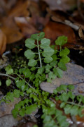 cardamine