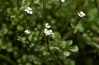 cardamine