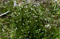 cardamine