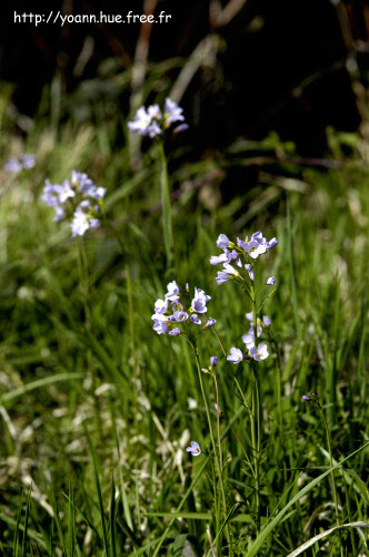 cardamine des pres