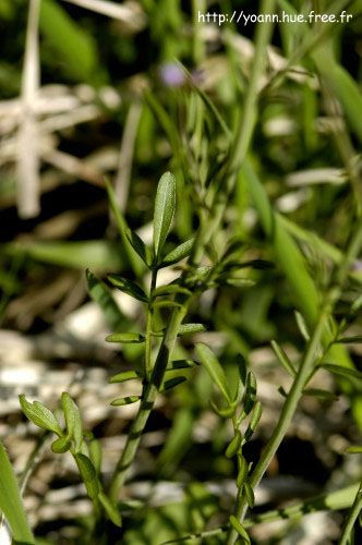 cardamine des pres