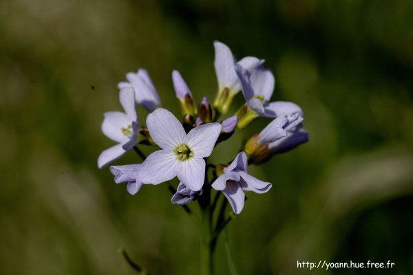 cardamine des pres