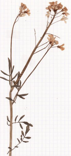 cardamine des pres