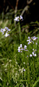 cardamine des pres