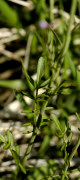 cardamine des pres