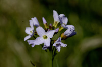 cardamine des pres