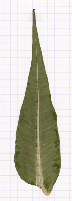cardère