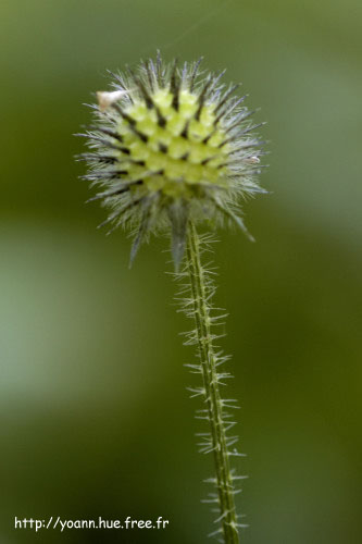 cardère velue