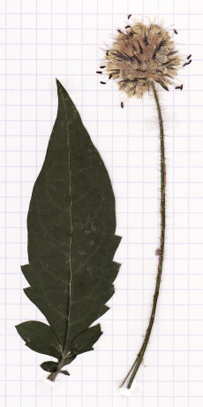 cardère velue