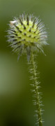 cardère velue