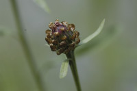 centaurée jacée