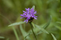 centaurée jacée