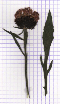centaurée noire