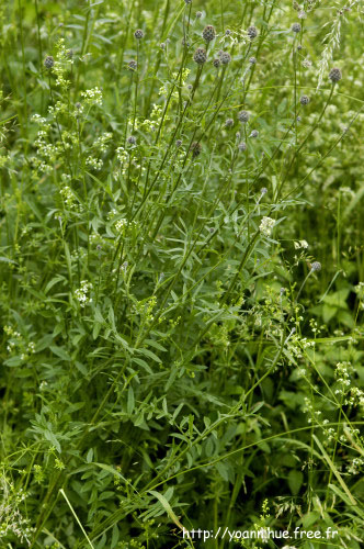 centaurée scabieuse
