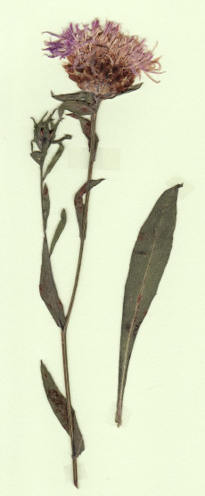 centaurée scabieuse