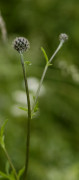 centaurée scabieuse