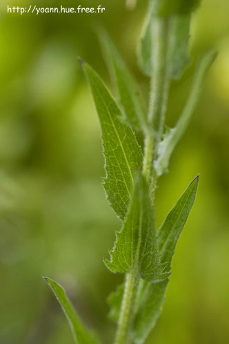 Centaurée uniflore