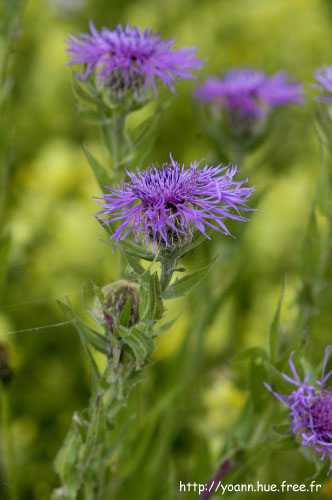 Centaurée uniflore