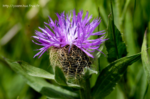Centaurée uniflore