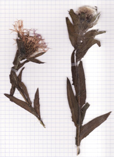 centaurée uniflore