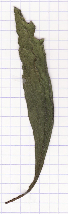centauree uniflore