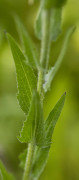 centaurée uniflore