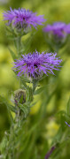centaurée uniflore