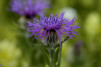 centaurée uniflore