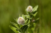 centauree uniflore