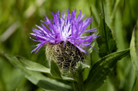 centauree uniflore