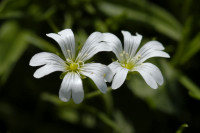 céraiste des champs
