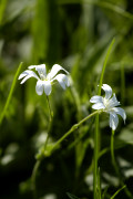 céraiste des champs