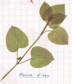 céraiste d'eau