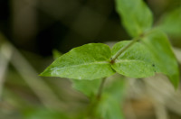 céraiste d'eau