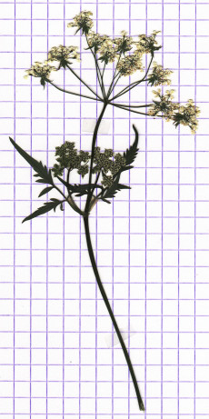 cerfeuil sauvage