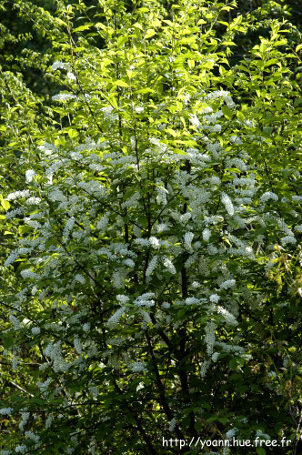 cerisier à grappe