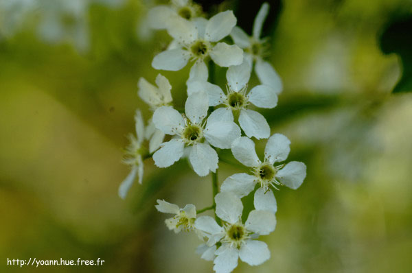 cerisier à grappe