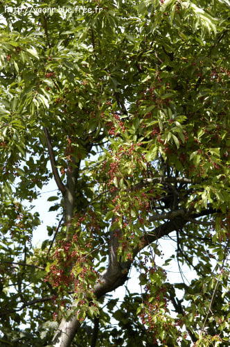 cerisier à grappe