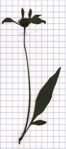 chanvre d'eau