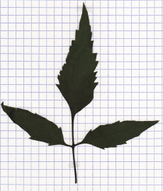 chanvre d'eau
