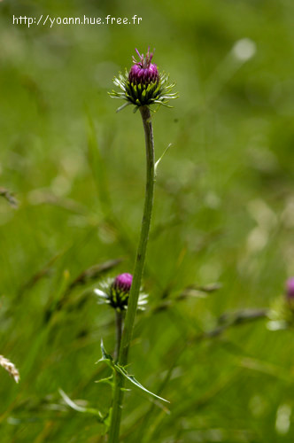 Chardon défleuri