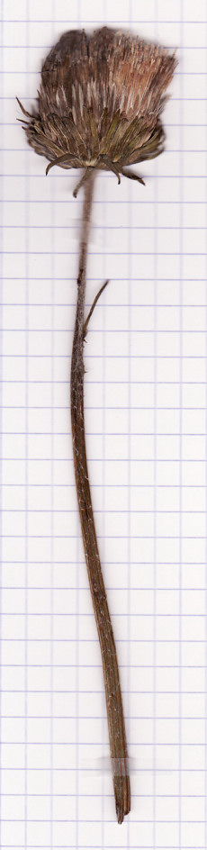 chardon defleuri